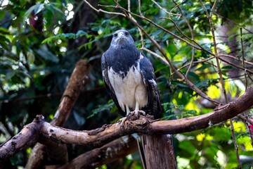 Typical Brazilian white-tailed hawk in its natural environment