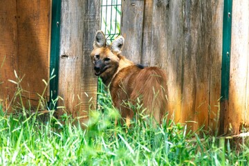 Typical and rare Brazilian maned wolf in selective focus in natural environment