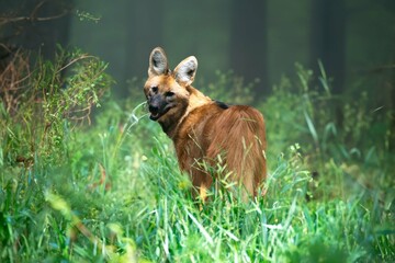 Typical and rare Brazilian maned wolf in selective focus in natural environment