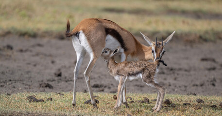 Thompson's gazelle Mama and baby, Ngorongoro