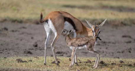 Fototapeten Antilope Thompson's gazelle Mama and baby, Ngorongoro  © Betty Sederquist