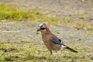 geai des ch&ecirc;nes