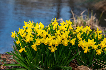 Obraz premium daffodils in spring
