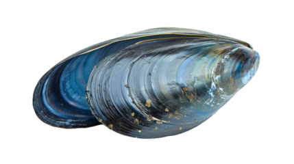 Elegant Blue Shell of a Mussel Showcasing Natures Intricate Design and Color Patterns