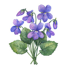 Spring bouquet with flowering purple Viola odorata (wood violet, sweet, English violet). Watercolor hand drawn illustration isolated on a white background