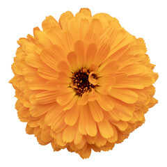 Bright Yellow Calendula Flower Isolated on White Background