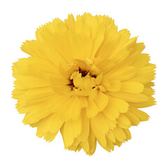 Bright Yellow Calendula Flower Isolated on White Background