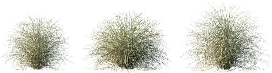 Set of Miscanthus sinensis morning light (Japanese silver grass morning light, maiden grass morning...