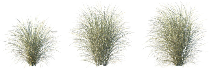 Set of Miscanthus sinensis morning light (Japanese silver grass morning light, maiden grass morning...