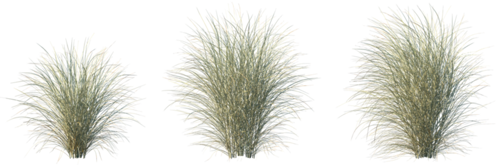 Set of Miscanthus sinensis morning light (Japanese silver grass morning light, maiden grass morning light) isolated frontal png on a transparent background perfectly cutout