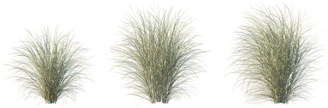 Set of Miscanthus sinensis morning light (Japanese silver grass morning light, maiden grass morning light) isolated frontal png on a transparent background perfectly cutout