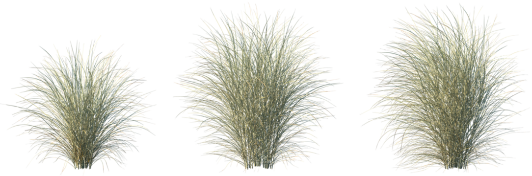 Set of Miscanthus sinensis morning light (Japanese silver grass morning light, maiden grass morning light) isolated frontal png on a transparent background perfectly cutout