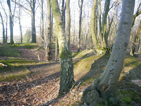 Waldboden im Vorfr&uuml;hling mit Birken und Moos