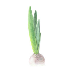 Hyacinth violet bulb isolated on white background. Watercolor hand drawn realistic botanic sketch illustration. Art design beauty wedding invitation, greeting card easter decoration stylish graphic.