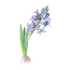 Hyacinth violet flower isolated on white background. Watercolor hand drawn realistic botanic sketch illustration. Art design beauty wedding invitation, greeting card easter decoration stylish graphic.
