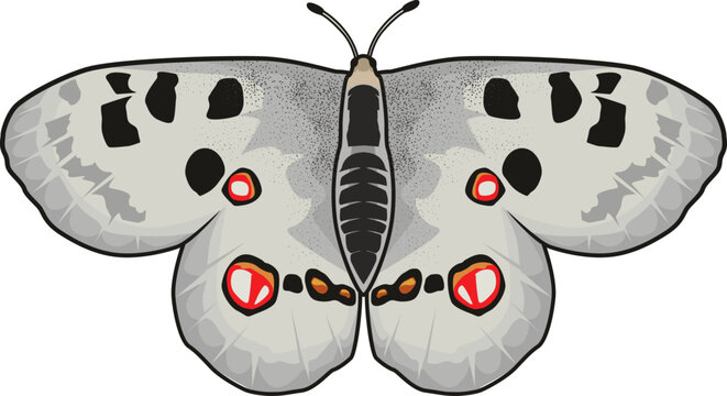 Der Apollofalter ist ein gesch&uuml;tzter Hochgebirgsfalter mit markanten roten Augenflecken auf wei&szlig;en Fl&uuml;geln.
