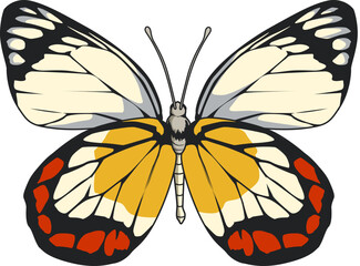 Der buntbäuchige Jezebel ist ein farbenprächtiger Falter mit auffälligem Rot-Gelb-Muster aus tropischen Regionen.
