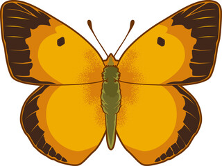 Der Postillon, ein leuchtend gelber Schmetterling, fliegt besonders im Spätsommer über Wiesen und Felder.
