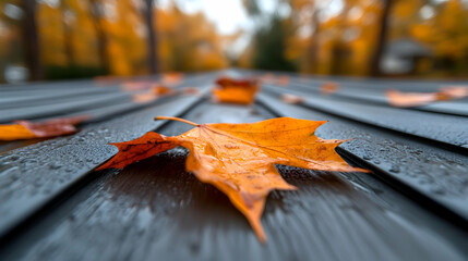 Orange and Yellow Autumn Leaves on a Wet Grey Surface