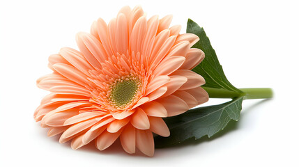 Peach Gerbera Daisy Flower Blossom Close Up