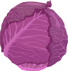 Obraz premium Ganze Rotkohlsorte mit intensiv violetten Blättern – klassisch für Salate oder warme Beilagen. 