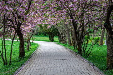 A peaceful walkway lined with blooming pink cherry blossoms in Zakarpattia, Ukraine. A scenic and serene springtime view.