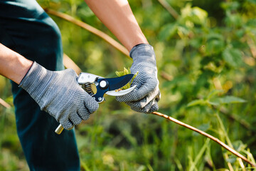 Spring pruning of raspberry branches in the garden. Gardener's hands in gloves work with garden...
