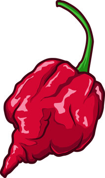 Extrem scharfe rote Carolina Reaper &ndash; eine der sch&auml;rfsten Chilis der Welt, mit fruchtigem Aroma und unverwechselbarem Aussehen.