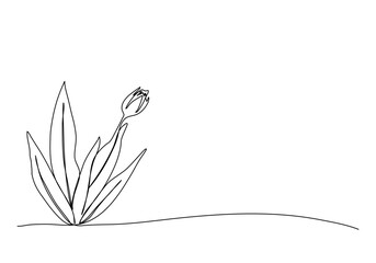Flower. One line drawing animation with alpha channel.
