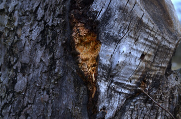 old wood texture