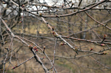 branches of a willow