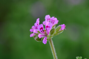 Delicate pink blossoms flourish under the bright sunlight in a lush green garden