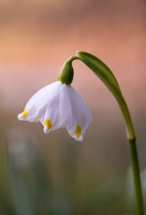 Obraz premium close up of a white flower