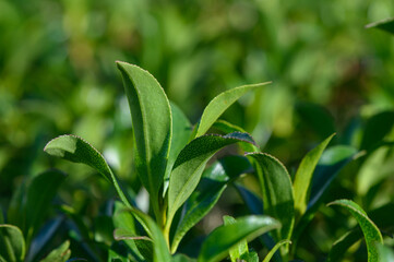 Lush green tea leaves thriving in the sunlight at a serene plantation in the countryside during a warm afternoon