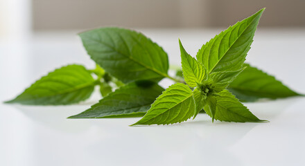 Delicate fresh bee balm leaves arranged gracefully on a stark white surface