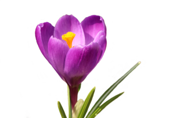 Beautiful first spring flowers crocuses. Saffron flowers.