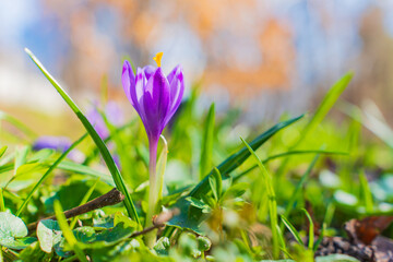 Vibrant Crocus Flower Blooming in Early Spring Sunshine