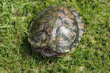 Detalhe de tartaruga com carapaça com verdete da agua. 