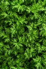 Fototapeta premium A background of dill sprigs with a pattern of fresh fennel twigs, a banner of raw herb plant bunches, and fragrant dill leaves