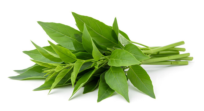 Vibrant sprigs of fresh epazote herb displayed on a clean white backdrop