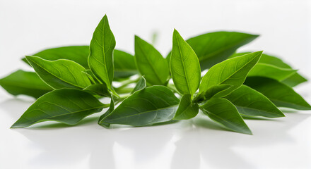 Obraz premium Close-up of Fresh Epazote Sprigs Isolated on a White Background Surface