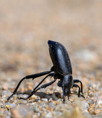 Desert Stink Beetle (Eleodes armata) in defensive posture, Mojave National Preserve, Kelso Sand Dunes, California, USA.