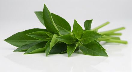 Delicate sprigs of fresh epazote herb against a crisp white backdrop