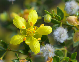 Creosote bush, or greasewood (Larrea tridentata), flower and fruits, Death Valley National Park, Mesquite Flat Sand DUnes, California, USA.