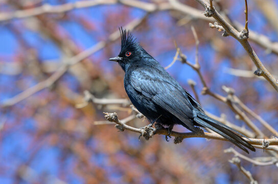 Phainopepla (Phainopepla nitens) male, Mojave desert, Nevada, USA