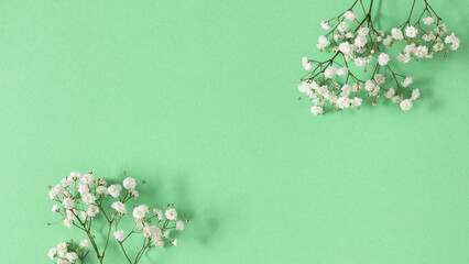 Summer flowers background. White gypsophila flowers on a light green background. Flat lay.
