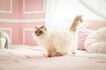 cat on sofa