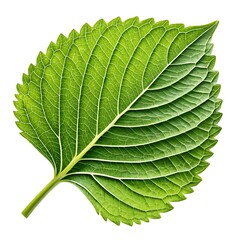 A vibrant single hydrangea leaf showcasing nature's intricate design against a stark white background.