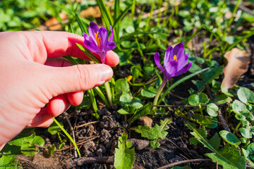 Hand Holding a Blooming Crocus About to Be Picked