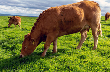 Cows grazing green fields in the countryside ireland